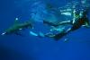 Requin bien curieux par Tibod